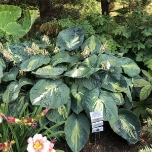 HOSTA SHADOWLAND HUDSON BAY HOSTA