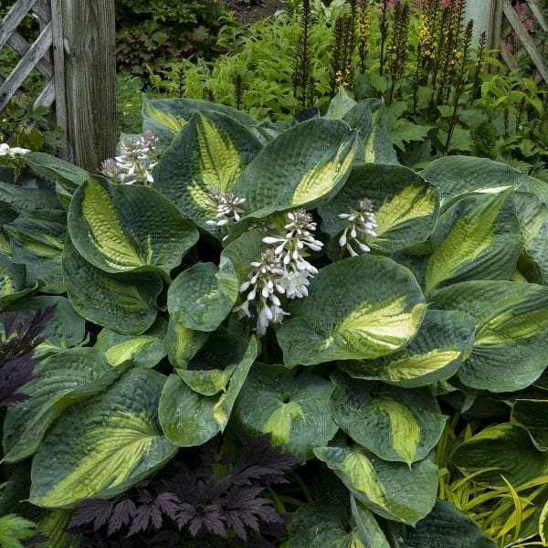 HOSTA SHADOWLAND HUDSON BAY HOSTA