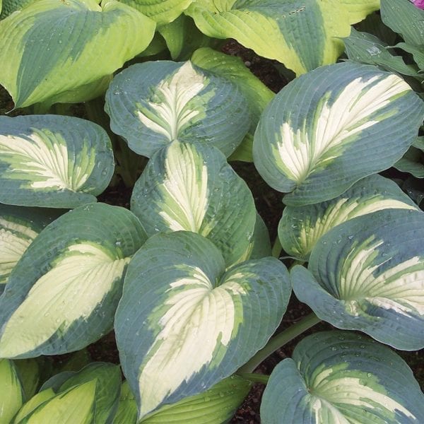 HOSTA SHADOWLAND HUDSON BAY HOSTA