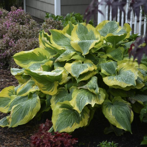 HOSTA SHADOWLAND SEDUCER HOSTA