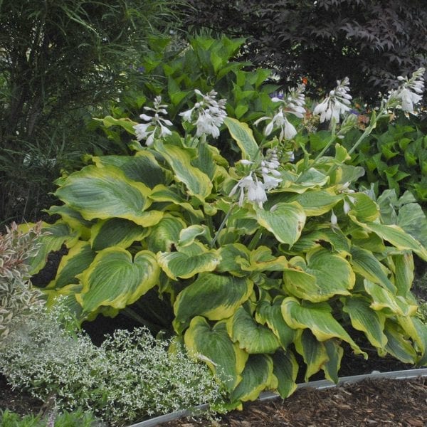 HOSTA SHADOWLAND SEDUCER HOSTA