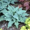 HOSTA SHADOWLAND WATERSLIDE HOSTA