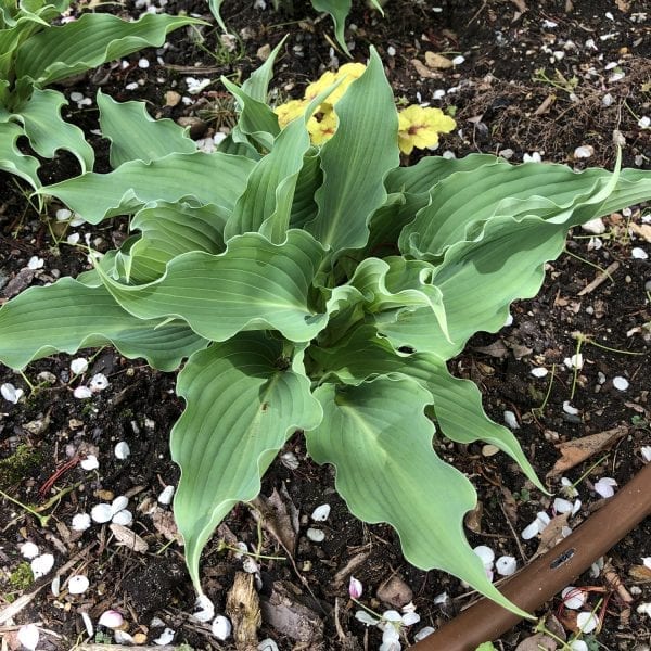 HOSTA SHADOWLAND WATERSLIDE HOSTA