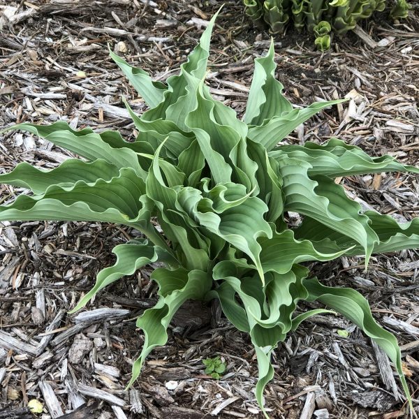 HOSTA SHADOWLAND WATERSLIDE HOSTA