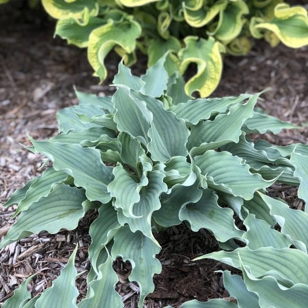 HOSTA SHADOWLAND WATERSLIDE HOSTA