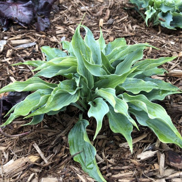 HOSTA SHADOWLAND WATERSLIDE HOSTA