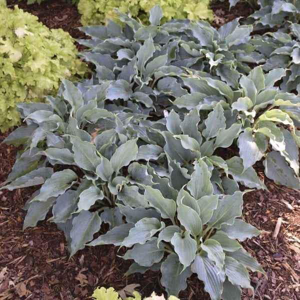 HOSTA SHADOWLAND WATERSLIDE HOSTA