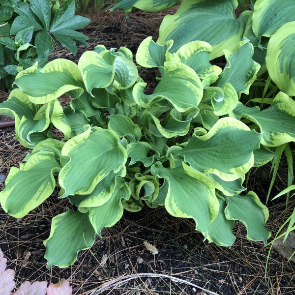 HOSTA SHADOWLAND WHEEE HOSTA