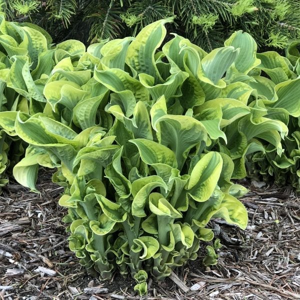 HOSTA SHADOWLAND WHEEE HOSTA