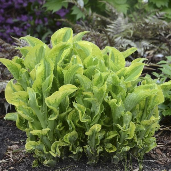 HOSTA SHADOWLAND WHEEE HOSTA