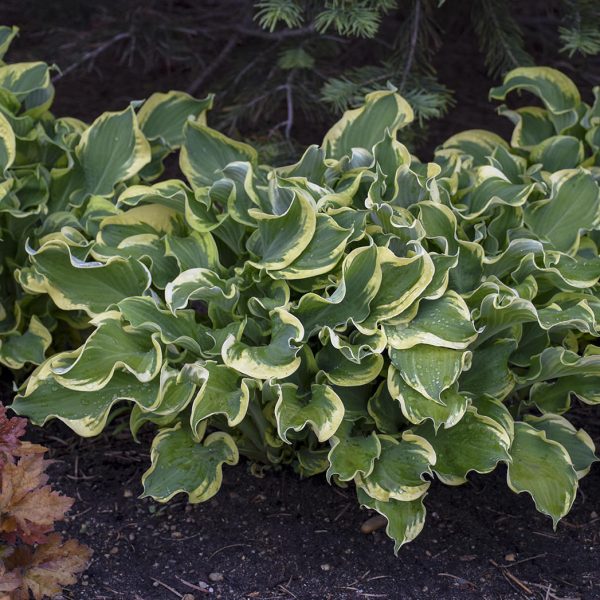 HOSTA SHADOWLAND WHEEE HOSTA