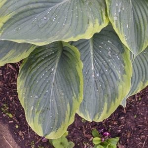 HOSTA SHADOWLAND WU LA LA HOSTA