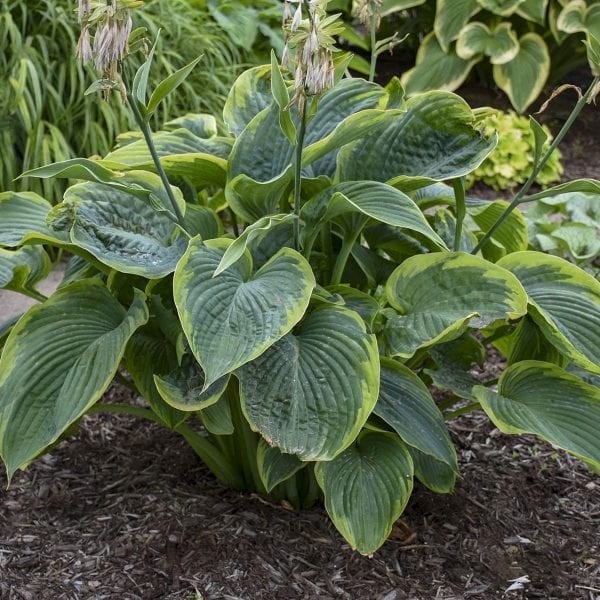 HOSTA SHADOWLAND WU LA LA HOSTA