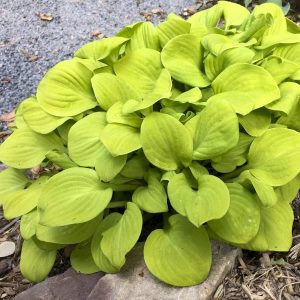 HOSTA SUN MOUSE HOSTA