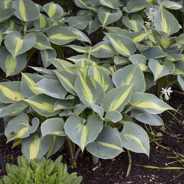 HOSTA TOUCH OF CLASS HOSTA