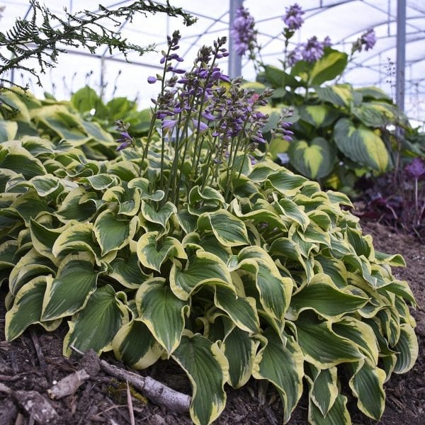 HOSTA WRINKLE IN TIME HOSTA