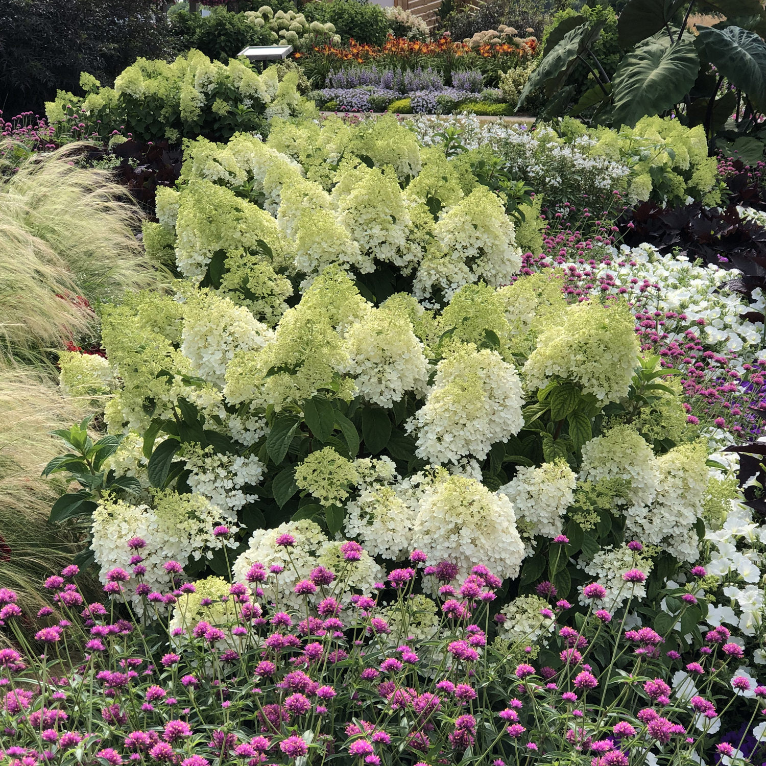 Image of Bobo hardy hydrangea shrub in garden