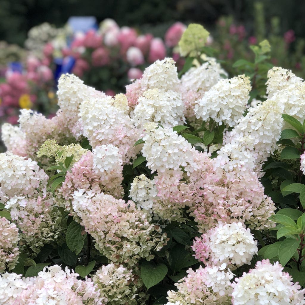 Hardy bobo hydrangea with large white summer panicles