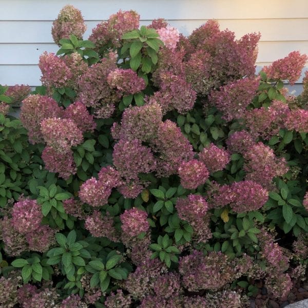 HYDRANGEA BOBO PANICLE HYDRANGEA