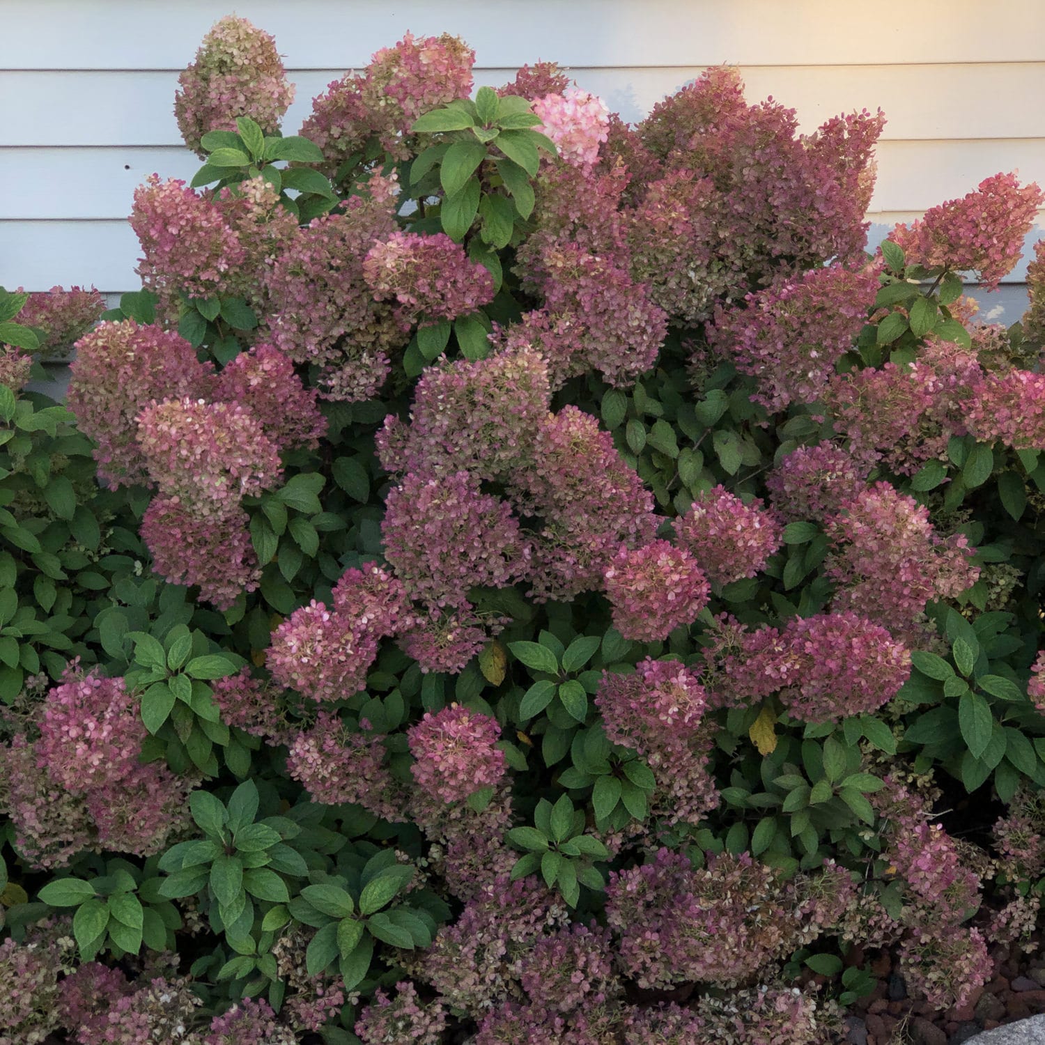 Image of Bobo hardy hydrangea shrub in fall