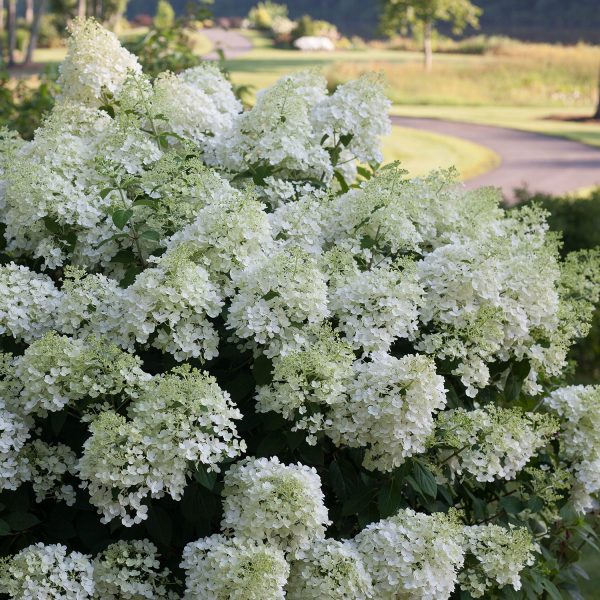 HYDRANGEA BOBO PANICLE HYDRANGEA