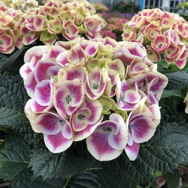 HYDRANGEA CITYLINE MARS BIGLEAF HYDRANGEA