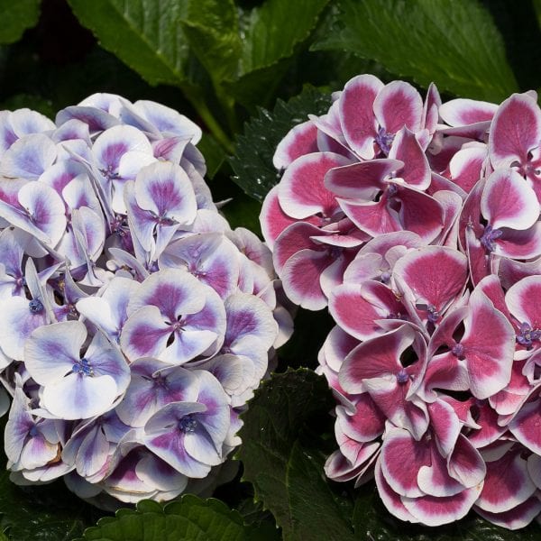 HYDRANGEA CITYLINE MARS BIGLEAF HYDRANGEA