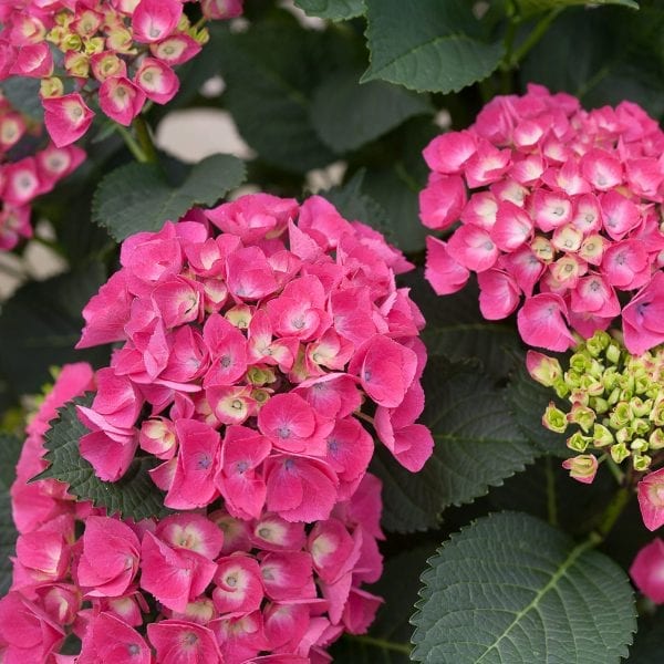 HYDRANGEA CITYLINE PARIS BIGLEAF HYDRANGEA