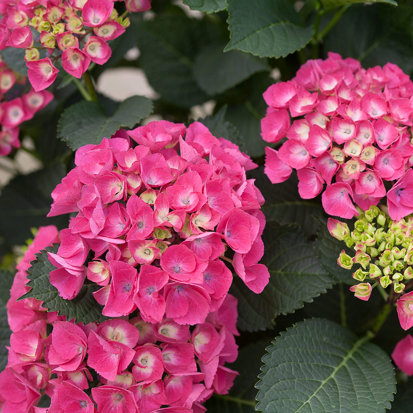 CITYLINE Paris Hydrangea Garden Crossings
