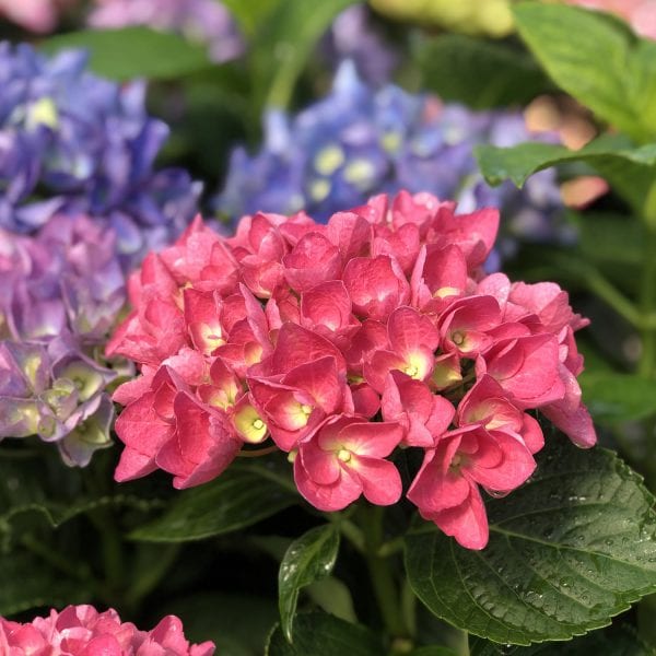 HYDRANGEA CITYLINE RIO BIGLEAF HYDRANGEA