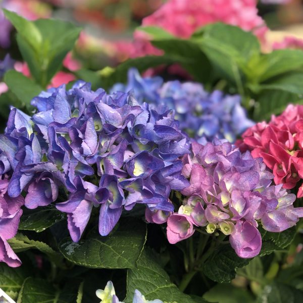 HYDRANGEA CITYLINE RIO BIGLEAF HYDRANGEA