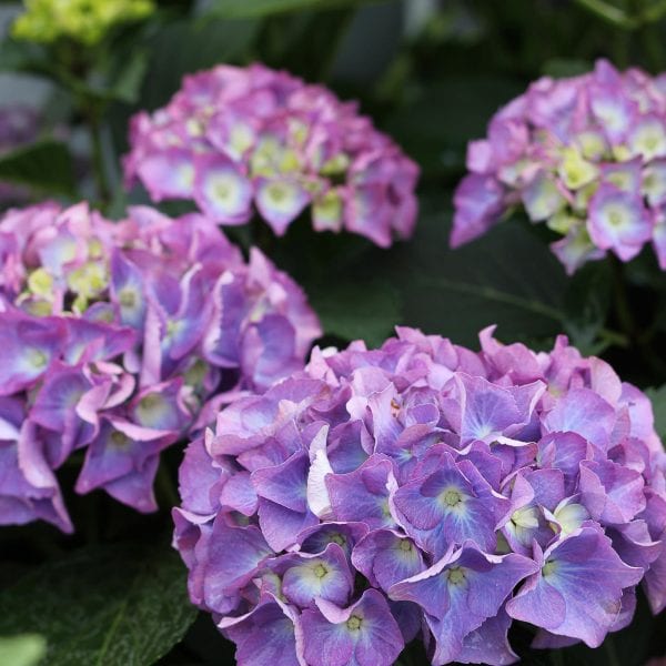 HYDRANGEA CITYLINE RIO BIGLEAF HYDRANGEA