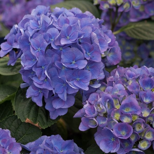 HYDRANGEA CITYLINE RIO BIGLEAF HYDRANGEA