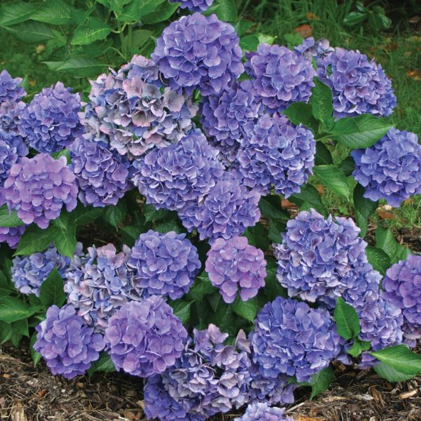 HYDRANGEA CITYLINE VENICE BIGLEAF HYDRANGEA