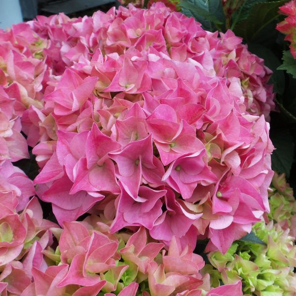 HYDRANGEA CITYLINE VIENNA BIGLEAF HYDRANGEA