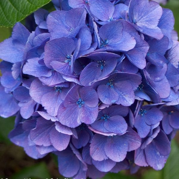 HYDRANGEA CITYLINE VIENNA BIGLEAF HYDRANGEA