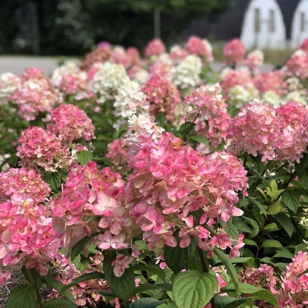 HYDRANGEA FIRE LIGHT PANICLE HYDRANGEA