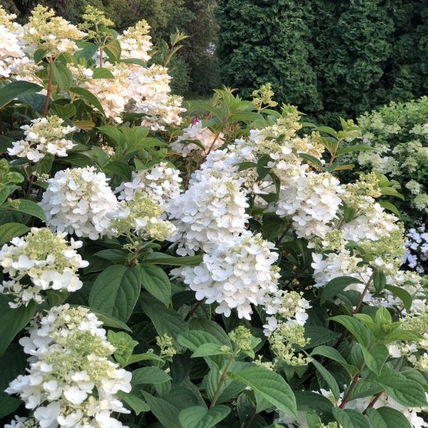 HYDRANGEA FIRE LIGHT PANICLE HYDRANGEA