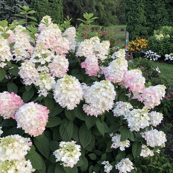 HYDRANGEA FIRE LIGHT PANICLE HYDRANGEA