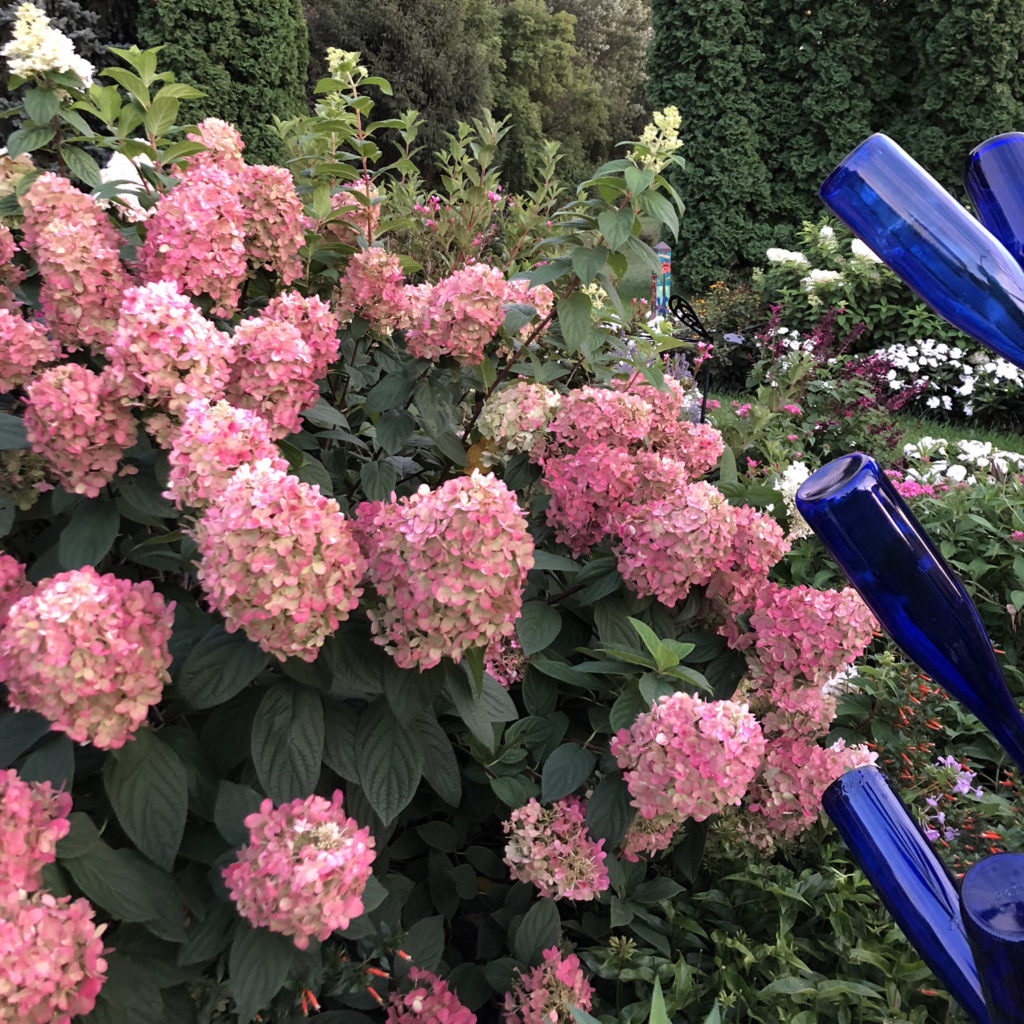 FIRE LIGHT® Hydrangea Garden Crossings