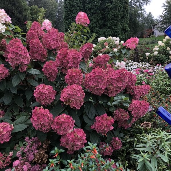 HYDRANGEA FIRE LIGHT PANICLE HYDRANGEA