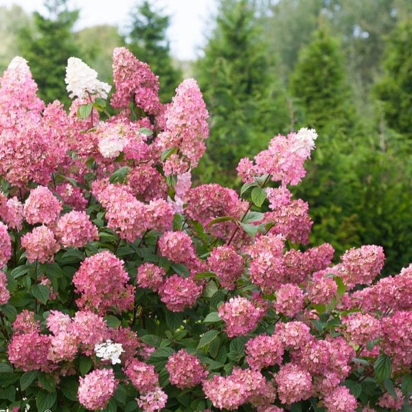 HYDRANGEA FIRE LIGHT PANICLE HYDRANGEA