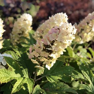 HYDRANGEA GATSBY GAL OAKLEAF HYDRANGEA