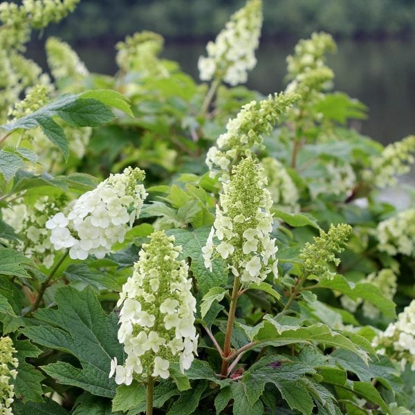 HYDRANGEA GATSBY GAL OAKLEAF HYDRANGEA