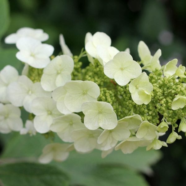 HYDRANGEA GATSBY GAL OAKLEAF HYDRANGEA