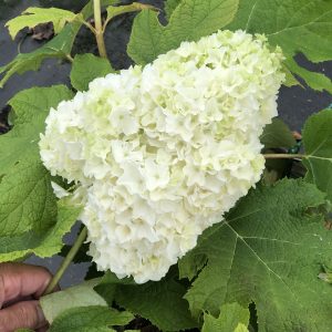 HYDRANGEA GATSBY MOON OAKLEAF HYDRANGEA