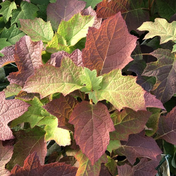 HYDRANGEA GATSBY MOON OAKLEAF HYDRANGEA