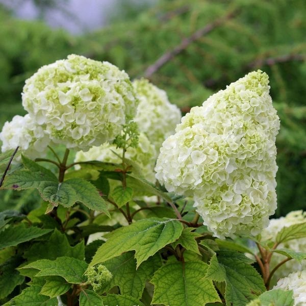 HYDRANGEA GATSBY MOON OAKLEAF HYDRANGEA