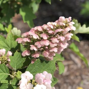 HYDRANGEA GATSBY PINK OAKLEAF HYDRANGEA