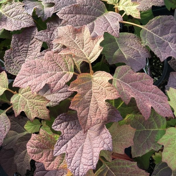 HYDRANGEA GATSBY PINK OAKLEAF HYDRANGEA